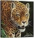 Produktbild Tree Free Grußkarten 85711 28 x 28 cm, Motiv "Jaguar" Classic "Kollektion Art Decor EcoArt Home Holzschild
