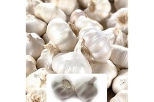 BOTANICAL BLISS 2 Garlic White Casablanca Bulbs - Perfect for Your Kitchen Garden - Specially Cultivated for UK Climate Conditions