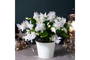 THOMPSON & MORGAN Christmas Cactus White 1 x 12cm in Ivory Zinc Kersey Pot, White Classic Flowering Houseplant - Festive Display - by Thompson and Morgan