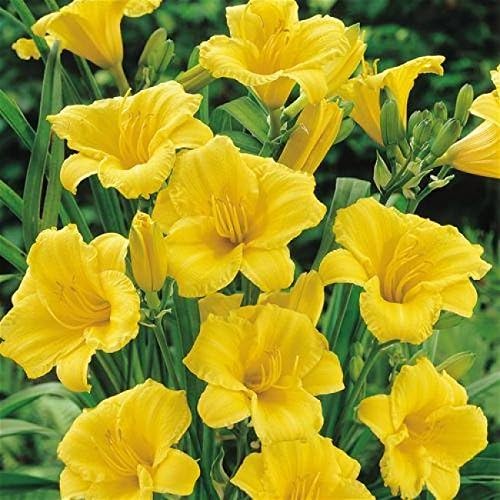 Hemerocallis (Day Lily) Stella D'or WPC Prins Quality Bulb/Tuber Pack x1