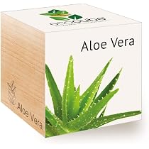 Echte Aloe Vera 5 Samen : Amazon.de: Drogerie & Krperpflege