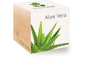 Feel Green Ecocube Aloe Vera, Idea de Regalo sostenible (100% Eco Friendly), Grow Your Own/Anzuchtset, Plantas en Cubos de Madera, Fabricado en Austria