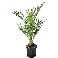 Phoenix 'Canariensis' | Kanarische Dattelpalme - Freilandpflanze im Anzuchttopf ⌀15 cm - ↕60-70 cm