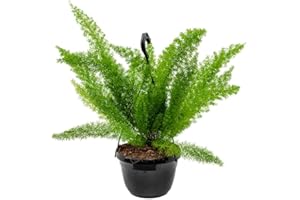 C.B. PLANTS Asparagus Meyers | Foxtail Fern | Easy Care Evergreen Plant | Unusual Yet Wonderful Plant for Gardens, containers and Hanging planters