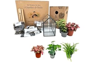 I GIARDINI DI GIULIA - Kit Terrarium Fai-da-Te | Verre et fer robuste | Comprend 3 plants et décorations | Terrarium pour plantes en verre | Taille compacte, noir et transparent