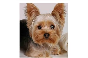 YANZUAN Strass pour la broderie 5d Diy Diamant Peinture Point De Croix, Yorkshire Terrier Chien Nouveau Kit Complet De Mosaïque Décoration de La Maison @ 30 * 40 cm
