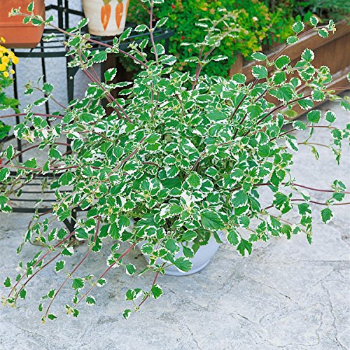 Verpiss-Dich“ Pflanze 802703 , 4 Pflanzen - 2