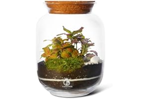 TROPICAL GLASS Closed DIY Terrarium Kit (H: 22cm D: 17cm) – 2 Real Plants, Moss & Handmade Glass Jar with Cork Lid Included – Complete Self-Sustaining Indoor Garden Ecosystem Kit – Unique Gift for Home or Office