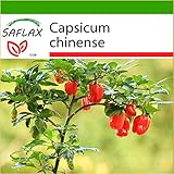 10 semillas por paquete SAFLAX - Chile habanero red antilles - 10 semillas - Con sustrato - Capsicum chinense
