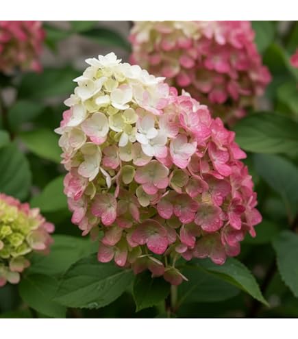 Top 5 winterharde tuinplanten voor een kleurrijke tuin in de winter
