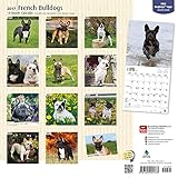 Image de French Bulldogs 2017 Calendar