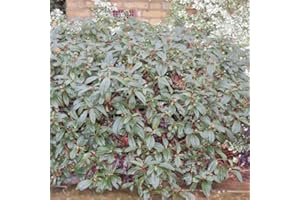 GARDENERSDREAM 1 X Viburnum 'DAVIDII' Evergreen Shrub Hardy Garden Plant in Pot