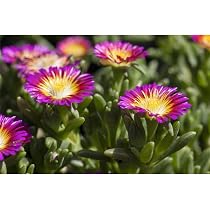 Mittagsblume ‚White Wonder‘ – Delosperma Mit Weißen Blüten, Winterhart, Im 12cm Topf