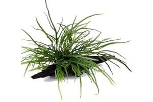 AQUAONE Pianta per acquario Microsorum pteropus 'Trident' pianta acquatica su radice n. 008G YWS pianta acquario, bacchetta per radici Rhizom