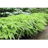 Pfauenradfarn Adiantum pedatum Farn Pflanze Staude winterhart im Topf gewachsen