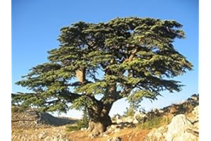 Tree Seeds Online - Cedrus Libani- Cedar of Lebanon. 8 Viable Seeds - 1 Packs