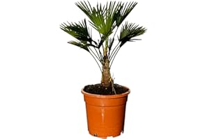 Tropictrees Trachycarpus Wagnerianus, palmier wagner, hauteur totale : env. 90 cm, hauteur du tronc : 15-25 cm, classe A+