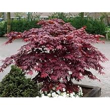 Suchergebnis auf Amazon.de für: japanischer ahorn