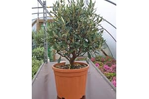 WEB GARDEN CENTRE Olea europaea / Olive Tree Bush : 1.5L Pot : 20-30cm High (exc pot)
