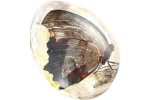 Funrelaxer Bernstein Fossil mit Insekten Proben Steine Kristall Exemplare Insekten Exemplar Bernstein Anhänger DIY Schmuck Anhänger