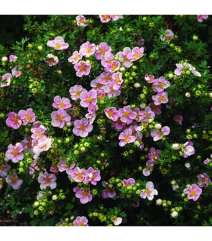 Weißer Fingerstrauch - 5 Pflanzen 30-40 Cm Im Topfballen