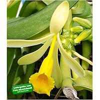 BALDUR Garten Echte Vanille Pflanze, 1 Topf Vanilla planifolia, Orchidee Zimmerpflanze