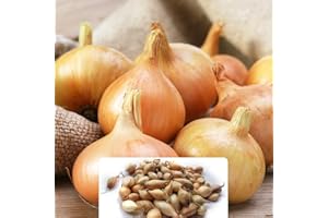 BOTANICAL BLISS 250g Senshyu Onion Set – Cultivated for UK Gardeners & Climate Conditions - Reliable Harvest for Your Kitchen Garden