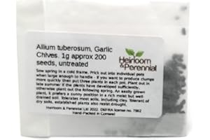 HEIRLOOM & PERENNIAL LTD Allium tuberosum, Garlic Chives, 1g Approx 200 Seeds, untreated