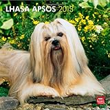 Lhasa Apsos 2013 - Lhasaterrier - Original BrownTrout-Kalender by