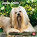 Lhasa Apsos 2013 - Lhasaterrier - Original BrownTrout-Kalender by