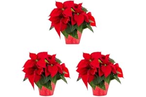 Plantas de Navidad DECOALIVE Pack de 3 Unidades de Flores de Pascua