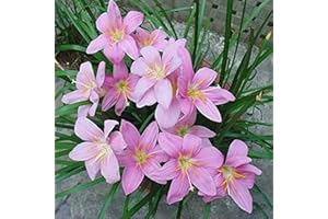 Fstening 8 Pezzi Rosa Bellissimo Cimelio Di Zephyranthes Bulbi Giglio Della Pioggia Facile Da Gestire Il Colore Fresco E Profumato è Adatto Per Decorare Il Cortile Del Giardino