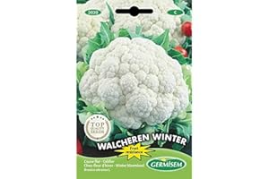 Germisem Blumenkohl WALCHEREN WINTER 5, EC3030, mehrfarbig