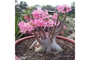 Semi di Adenium pc della Miscela 3 Adenium S0014