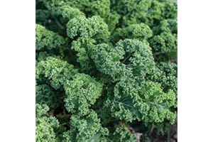 Gardeners Kitchen - Kale - 'Dwarf Green Curled' 6 X Medium Plug Vegetable Plants.