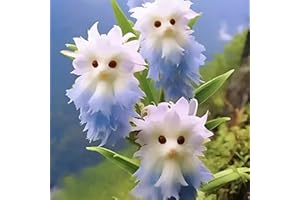 HIBORTH Graines d'Orchidée Chat - 100 Graines d'Orchidée, Fleurs Vivaces à Planter | Graines de Fleurs pour Intérieur et Extérieur (E)