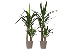 Plant in a Box - Yucca Éléphantipes - Set de 2 - Plante d'intérieur - Pot 17cm - Hauteur 70-80cm