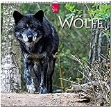 WÖLFE: Original Stürtz-Kalender 2018 - Mittelformat-Kalender 33 x 31 cm by 