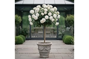 EUROPA GREEN Rosier sur tige - 120 cm de hauteur - Pour pots et pleine terre - Idéal pour Balcon, terrasse, Petit Jardin (Pascali)