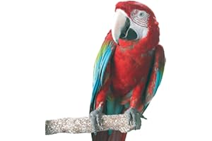 NORTHERN PARROTS Beach Branch Perch Edible Parrot African Greys Conure Macaws Caique - Large