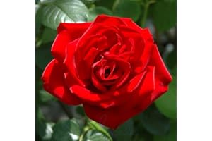 Peter Beales Roses UK Dublin Bay Climbing Rose, Bright Scarlet-Crimson, Outdoor Plant, European Origin