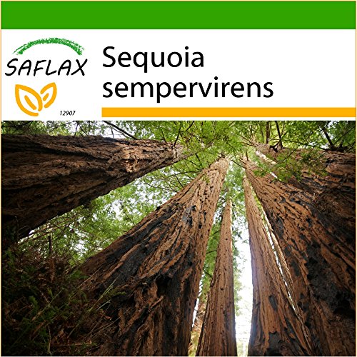SAFLAX - Secuoya roja - 50 semillas - Con sustrato - Sequoia sempervirens