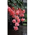 Ritz Farming® Weeping Begonia Imported Flower Bulbs for Home and Outdoor Gardening Pack of 1 bulbs (PEACH PINK)