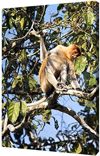 Canvas - Long-nosed Monkey foraging in the rainforest canopy Picture Print (10 x 15 inch)