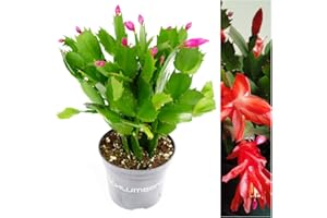 Carbeth Plants Christmas Cactus in 10cm Pot - Schlumbergera Red Flower - Easy Care Indoor Festive Houseplant - Winter Blooming Plant, Perfect for Gifting