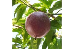 Saterkali Semi di frutto della passione di vite esotica tropicale, 100 pezzi semi di frutto della passione di vite esotica tropicale viola passiflora edulis pianta Semi di frutti della passiflora edu