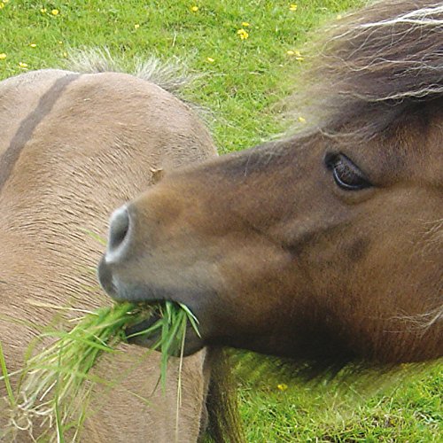 LAMINITICS Grass & HERB Mix Horse Pony Paddock Mix Repair Paddock OVERSEED Pastures Grass Seed 1 Acre