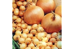 SCHONE 50 x Onion Sets Stuttgarter – Bumper Pack – RHS Award of Garden Merit – Easiest and Quickest Way to Grow Onions – Sweet, Mild Taste - Great to Grow in Your Beautiful Garden