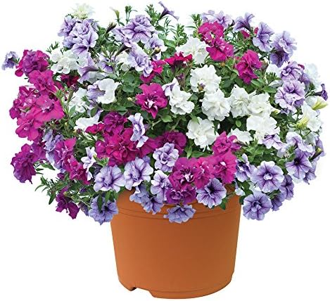 Jersey Plants Direct JPD Plants Petunia Tumbelina Scented Trailing Pre-Planted (1 Container)