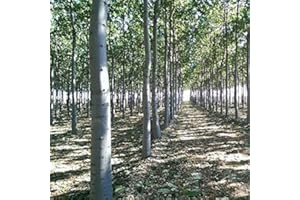 GENERIC 9501 Hybrid Paulownia Tree Seeds - Nordmax 21 Royal Treeme 5000 Seeds.